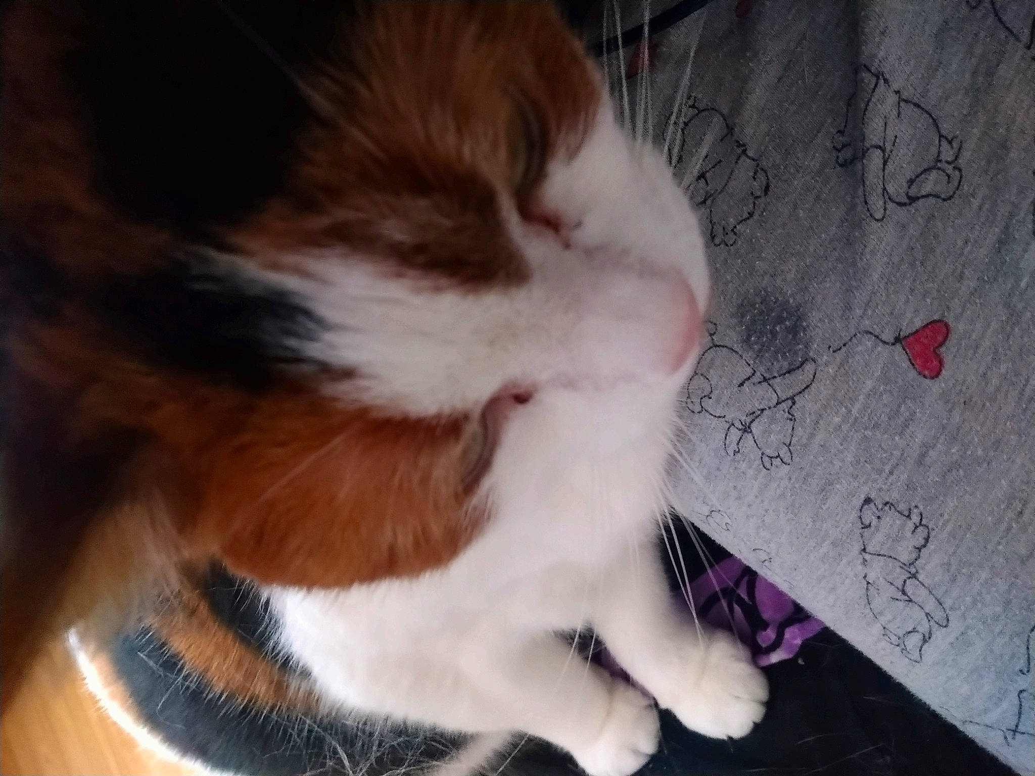 Willow is registered to the contest to win money with this photo: canidae, carnivore, cat, cavalier_king_charles_spaniel, companion_dog, dog, dog_breed, ear, fawn, fur, kooikerhondje, puppy, puppy_love, sporting_group, tail, whiskers