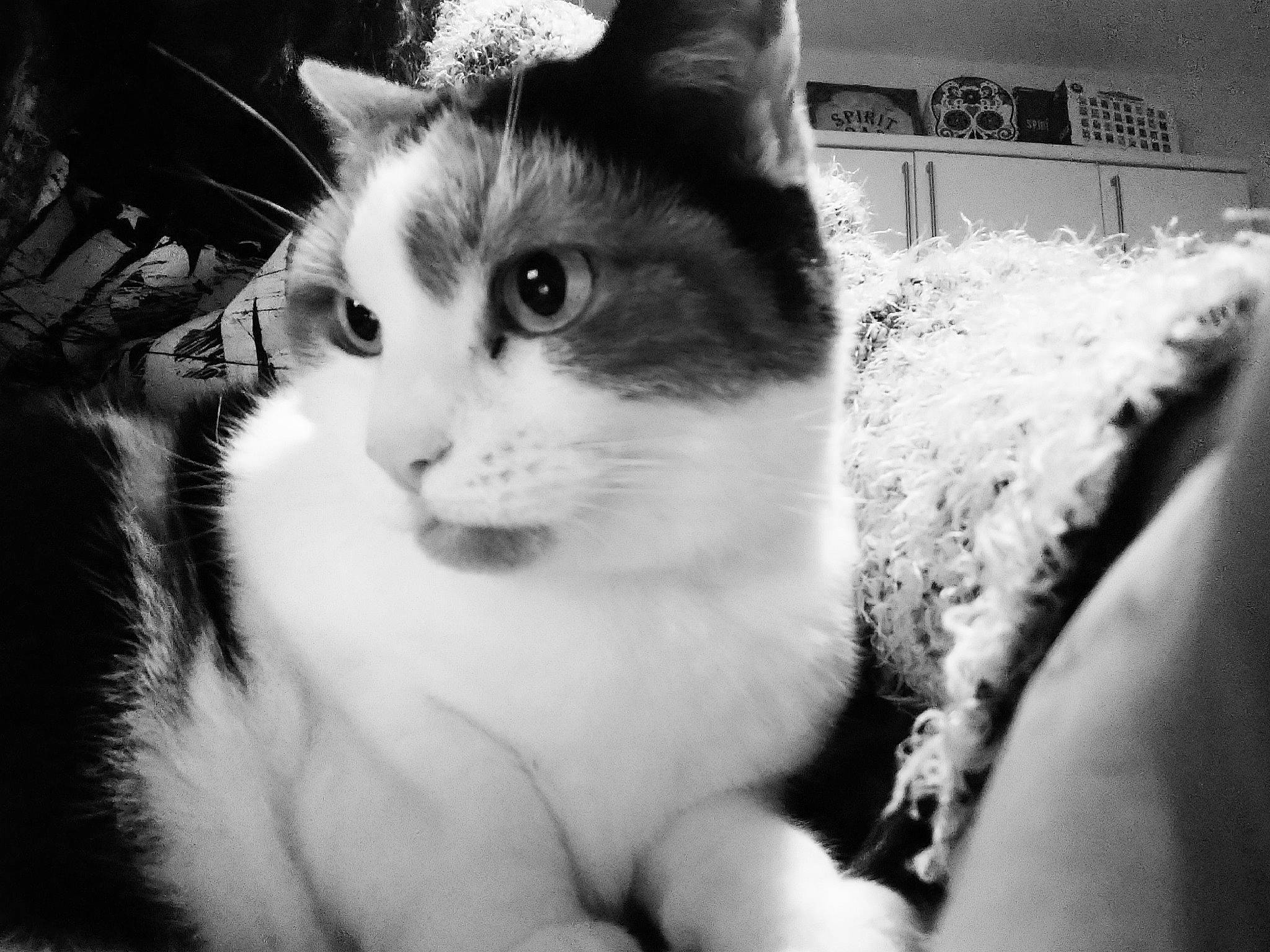 Willow joined the competition — help win amazing prizes! aegean_cat, american_wirehair, black_and_white, carnivore, cat, domestic_short_haired_cat, eye, felidae, fur, kitten, monochrome, monochrome_photography, nose, photography, polydactyl_cat, small_to_medium_sized_cats, snapshot, snout, whiskers, white