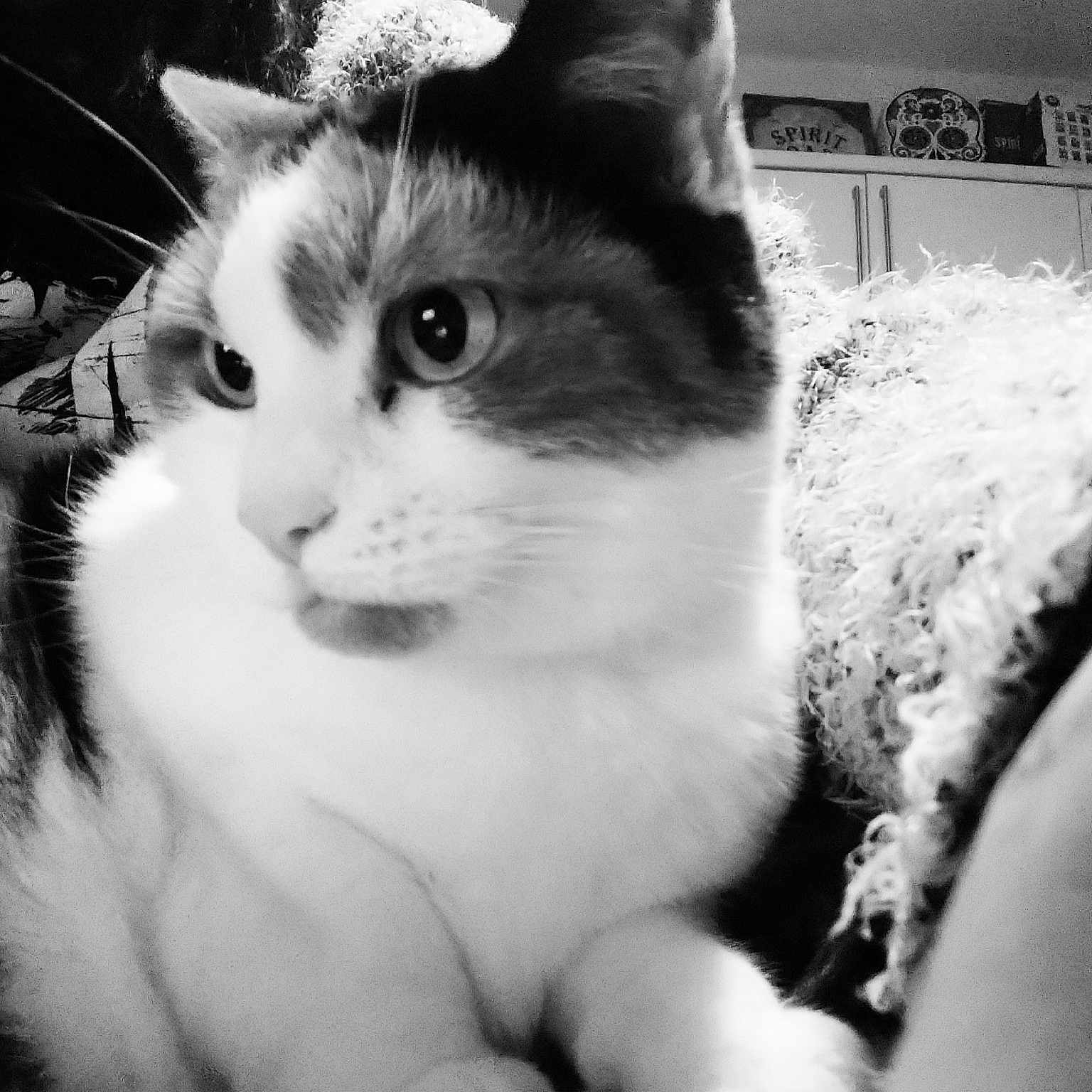 Willow