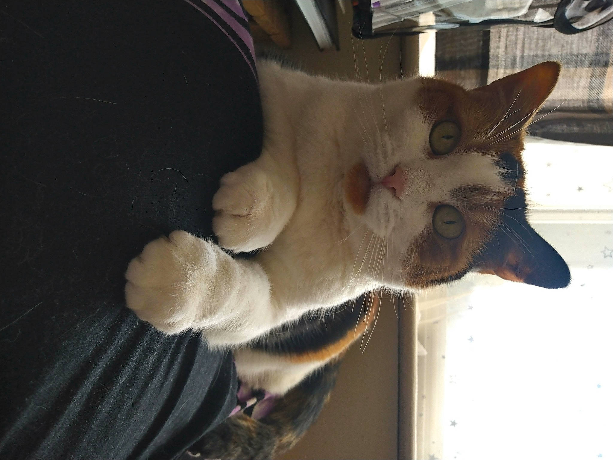 Willow joined the competition — help win amazing prizes! balinese, burmese, carnivore, cat, colorpoint_shorthair, ear, fawn, felidae, javanese, kitten, mammal, oriental_shorthair, paw, polydactyl_cat, siamese, small_to_medium_sized_cats, tail, thai, tonkinese, whiskers