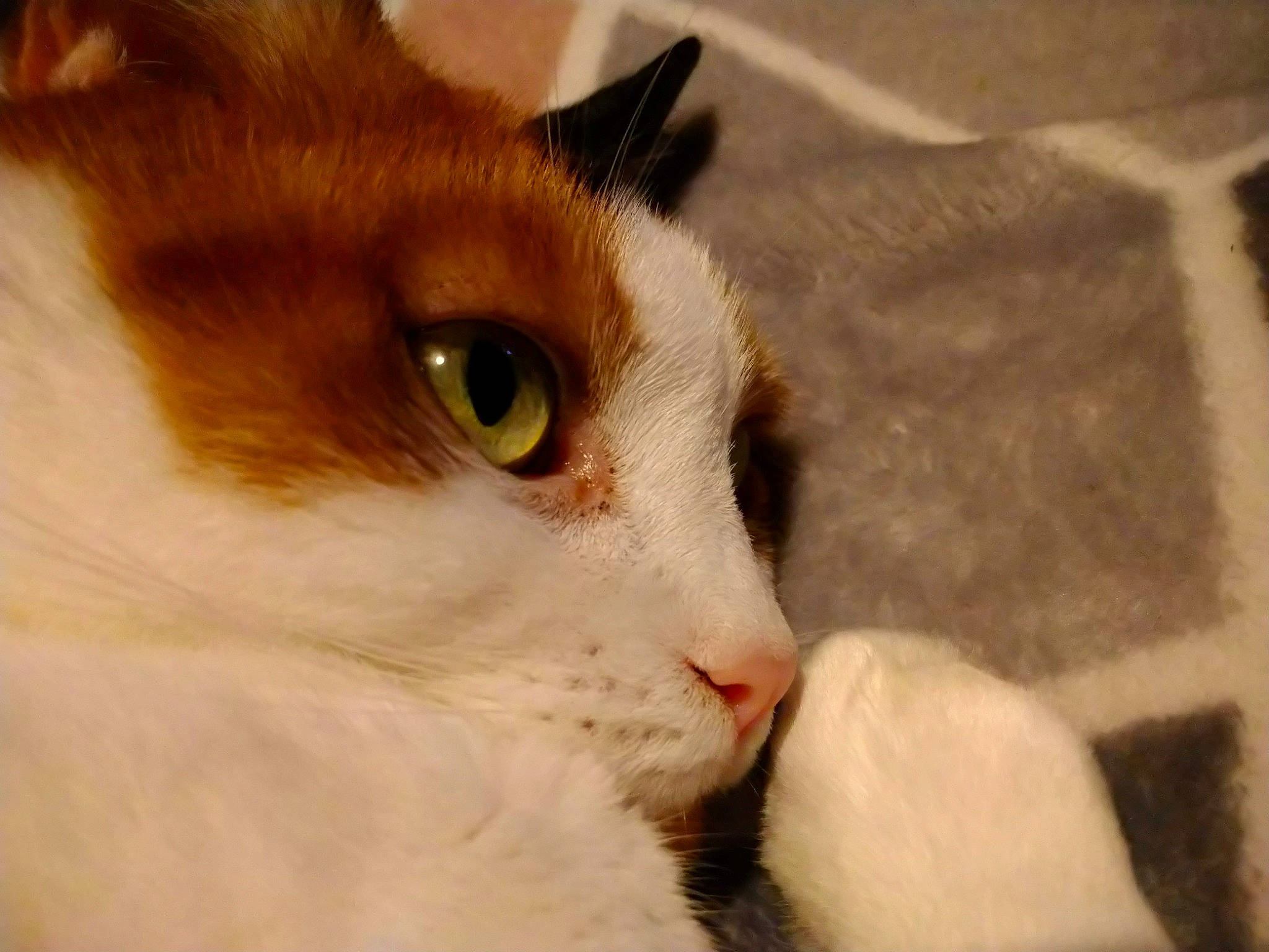 Willow joined the competition — help win amazing prizes! aegean_cat, american_wirehair, carnivore, cat, close_up, domestic_short_haired_cat, ear, eye, fawn, felidae, fur, iris, japanese_bobtail, mammal, nose, organ, small_to_medium_sized_cats, snout, turkish_van, whiskers