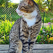 Roméo participe au concours pour gagner de l'argent avec cette photo : cat, tabby, white_paws, sitting, wooden_bench, outdoor, garden, greenery, plants, fence, daylight, shade, fur, animal, pet, nature, portrait, looking_away, peaceful, calm