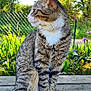 cat, tabby, white_paws, sitting, wooden_bench, outdoor, garden, greenery, plants, fence, daylight, shade, fur, animal, pet, nature, portrait, looking_away, peaceful, calm
