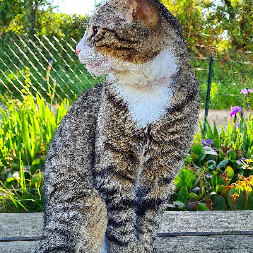 Roméo participe au concours pour gagner de l'argent avec cette photo : animal, calm, cat, daylight, fence, fur, garden, greenery, looking_away, nature, outdoor, peaceful, pet, plants, portrait, shade, sitting, tabby, white_paws, wooden_bench