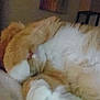 cat, orange_cat, white_cat, fluffy, sleeping, paw, close_up, indoor, furry, pet, cute, resting, cozy, animal, domestic_cat, lying_down, blurred, grainy, soft, relaxed