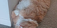 Eddie is registered to the contest to win money with this photo: cat, orange_cat, fluffy, lying_down, relaxed, indoor, carpet, pet, sleeping, cozy, feline, cute, domestic_cat, whiskers, paws, fur, resting, corner, household, animal