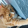 Eddie is registered to the contest to win money with this photo: cat, orange_tabby, feline, pet, fur, whiskers, paw, indoor, resting, curious, closeup, texture, blue_wall, animal, mammal, household, relaxed, soft, cute, domestic