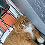 Eddie is registered to the contest to win money with this photo: cat, orange_cat, white_paws, green_eyes, fluffy_fur, indoor, wall, chair, door, relaxed, pet, animal, feline, closeup, portrait, curious, resting, household, domestic_cat, cozy