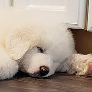 Whisper is registered to the contest to win money with this photo: puppy, dog, sleeping, white_fur, paw, floor, indoor, cabinet, cute, pet, animal, fluffy, resting, cozy, closeup, domestic, young, adorable, quiet, relaxation