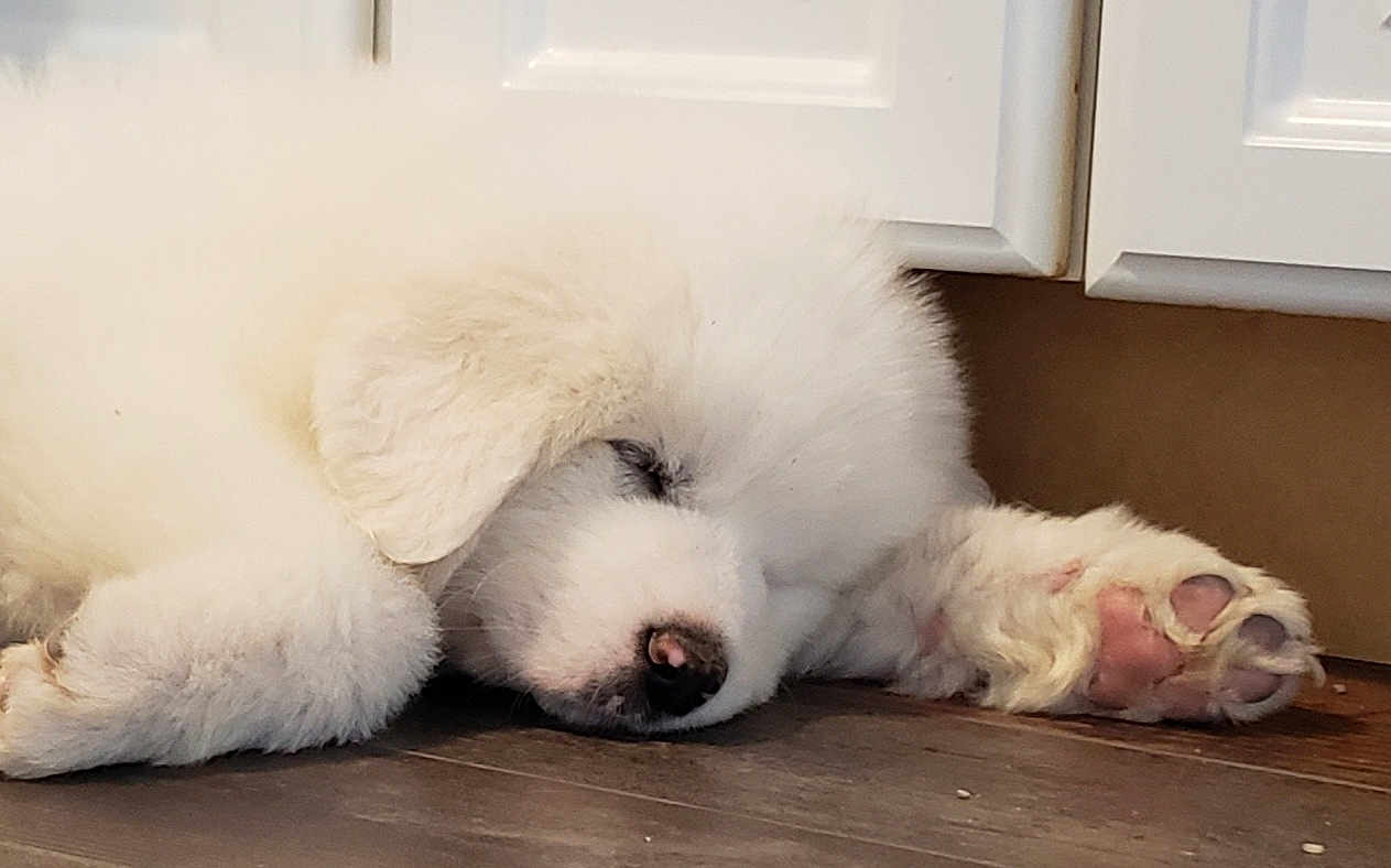 Whisper is registered to the contest to win money with this photo: puppy, dog, sleeping, white_fur, paw, floor, indoor, cabinet, cute, pet, animal, fluffy, resting, cozy, closeup, domestic, young, adorable, quiet, relaxation