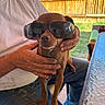 dog, sunglasses, person, hands, outdoor, fence, grass, table, jeans, shirt, lap, pet, brown, canine, sunlight, casual, seated, relaxed, shadow, reflection
