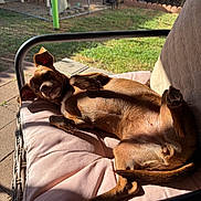 Luna joined the competition — help win amazing prizes! dog, brown_dog, outdoor, backyard, sunlight, cushion, chair, relaxed, pet, grass, patio, fence, garden_tools, resting, animal, canine, sunny, wicker_furniture, happy, nature