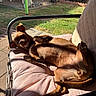 dog, brown_dog, outdoor, backyard, sunlight, cushion, chair, relaxed, pet, grass, patio, fence, garden_tools, resting, animal, canine, sunny, wicker_furniture, happy, nature