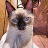 blue_eyes, cat, close_up, cute, eyewear, face, feline, glasses, human, indoor, kitten, person, pet, portrait, siamese_cat, smile, whiskers, white_clothing, wooden_background, young_animal