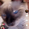 Zonk joined the competition — help win amazing prizes! animal, app_screen, blue_eyes, blur, blurry, cat, close_up, face_partial, feline, icon, indoor, mobile_screen, notification, person_partial, pet, profile_picture, social_media_interface, text_overlay, user_interface, wooden_background