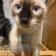 Zonk joined the competition — help win amazing prizes! animal, black, blue_eyes, brown, cat, close_up, curious, ears, face, feline, fur, indoor, kitten, nose, pet, siamese, whiskers, white, wire_rack, young