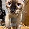 animal, black, blue_eyes, brown, cat, close_up, curious, ears, face, feline, fur, indoor, kitten, nose, pet, siamese, whiskers, white, wire_rack, young