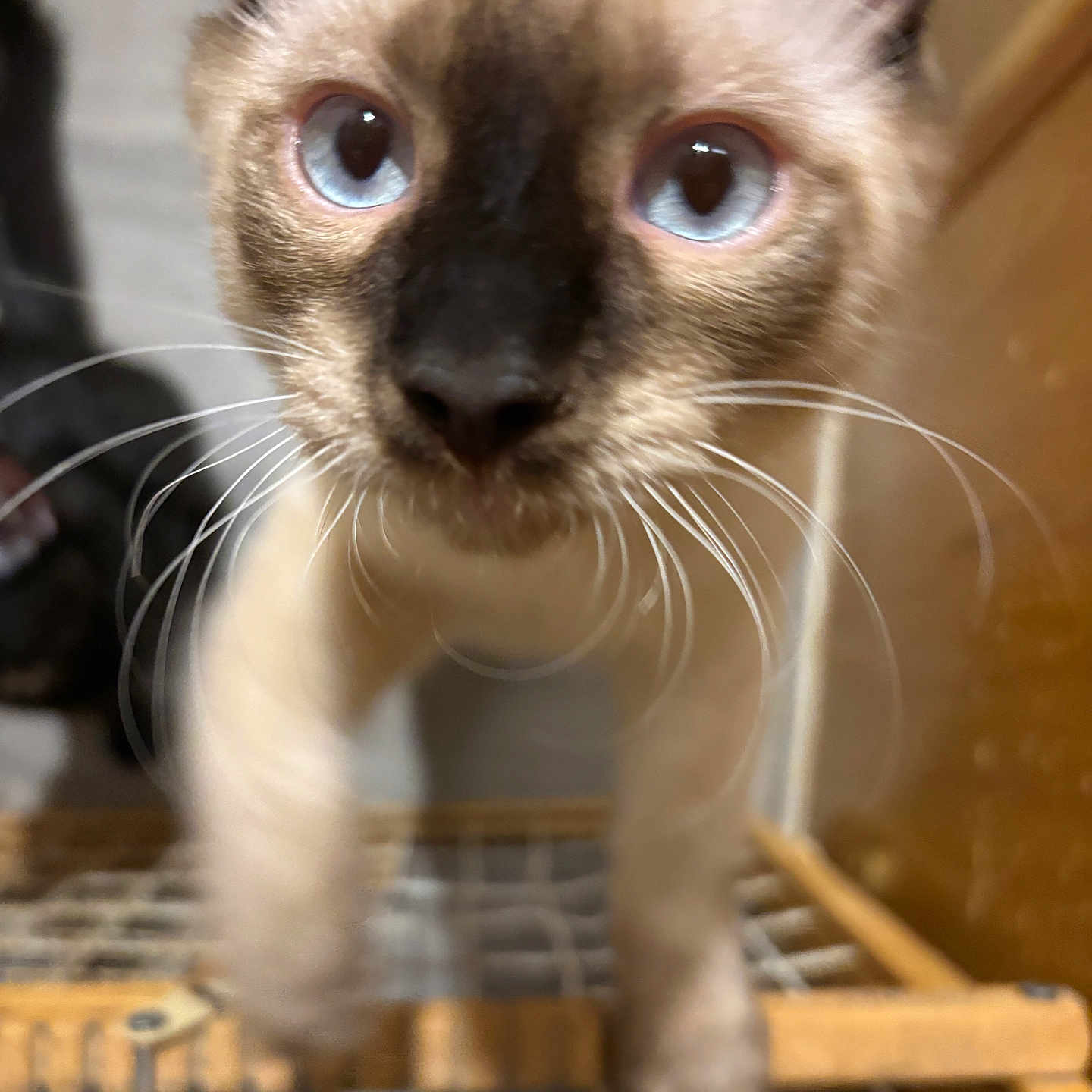 Zonk joined the competition — help win amazing prizes! animal, black, blue_eyes, brown, cat, close_up, curious, ears, face, feline, fur, indoor, kitten, nose, pet, siamese, whiskers, white, wire_rack, young