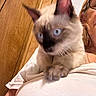 animal, blue_eyes, cat, close_up, cute, domestic_animal, feline, fur, glasses, indoor, kitten, person, pet, portrait, shoulder, siamese_cat, whiskers, white_shirt, wooden_wall, young_cat