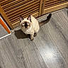 Zonk joined the competition — help win amazing prizes! cat, siamese_cat, blue_eyes, pet, animal, indoor, wooden_floor, wooden_door, curious, looking_up, tail, feline, household, domestic_animal, fur, whiskers, ears, flooring, door, home_interior