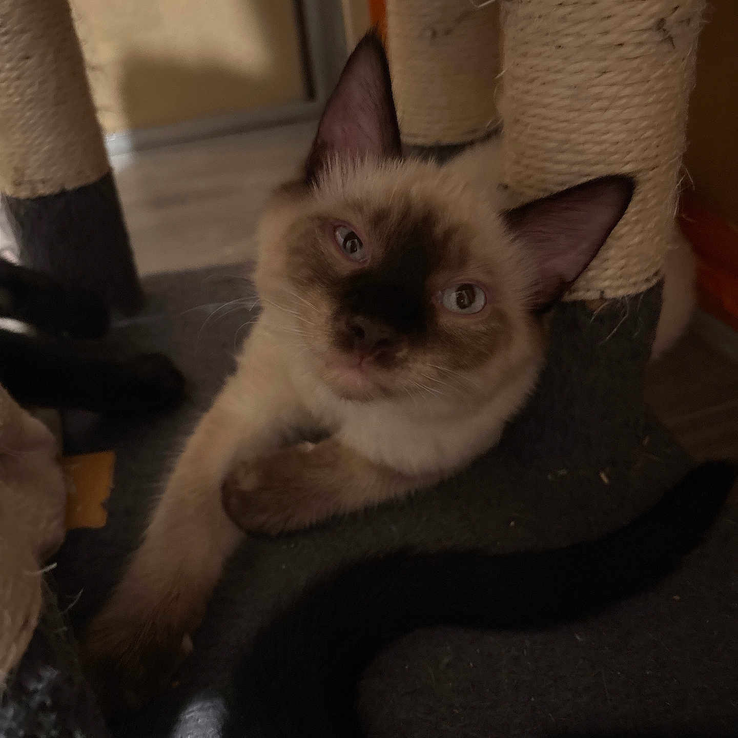 Zonk is registered to the contest to win money with this photo: cat, kitten, siamese, pet, indoor, scratching_post, fur, ears, whiskers, curious, animal, close_up, relaxing, brown, cream, tail, floor, soft_light, cozy, home