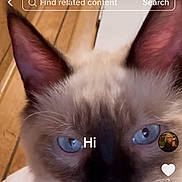 Zonk is registered to the contest to win money with this photo: cat, siamese_cat, blue_eyes, close_up, pet, animal, whiskers, ears, fur, face, indoor, wooden_floor, door, text_overlay, social_media, screen_capture, digital, cute, portrait, feline