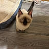 cat, blurry, pet_bed, blanket, wooden_floor, foot, sandal, indoor, flooring, furniture, cozy, animal, blur, brown, beige, domestic, cute, feline, home, footwear