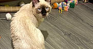 Zonk joined the competition — help win amazing prizes! cat, siamese, blue_eyes, floor, wooden_floor, toys, cardboard_tube, indoor, pet, animal, feline, curious, looking_back, cabinet, colorful, playful, tail, whiskers, ears, domestic
