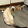 cat, siamese, blue_eyes, floor, wooden_floor, toys, cardboard_tube, indoor, pet, animal, feline, curious, looking_back, cabinet, colorful, playful, tail, whiskers, ears, domestic