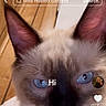 Zonk joined the competition — help win amazing prizes! animal, blue_eyes, cat, close_up, cute, domestic_cat, ears, face, feline, fur, indoor, looking_at_camera, nose, pet, siamese_cat, social_media_overlay, text_overlay, wall, whiskers, wooden_door