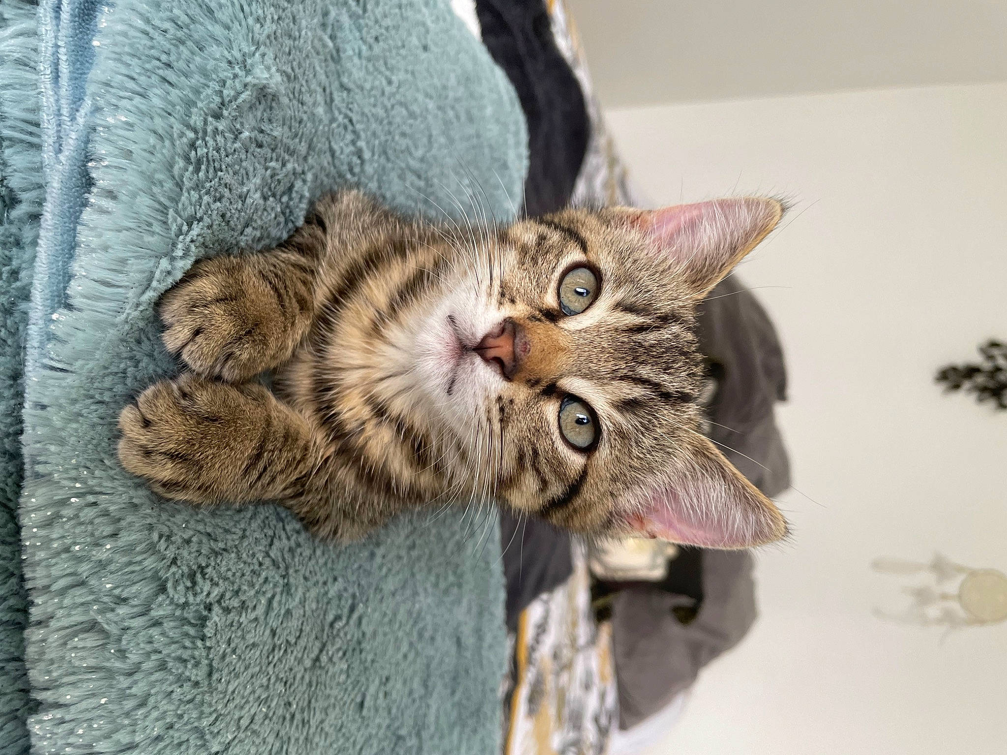 Madmax participe au concours pour gagner de l'argent avec cette photo : art, carnivore, cat, claw, domestic_short_haired_cat, felidae, fur, paw, plant, small_to_medium_sized_cats, snout, tail, terrestrial_animal, whiskers, wildlife, window, wood