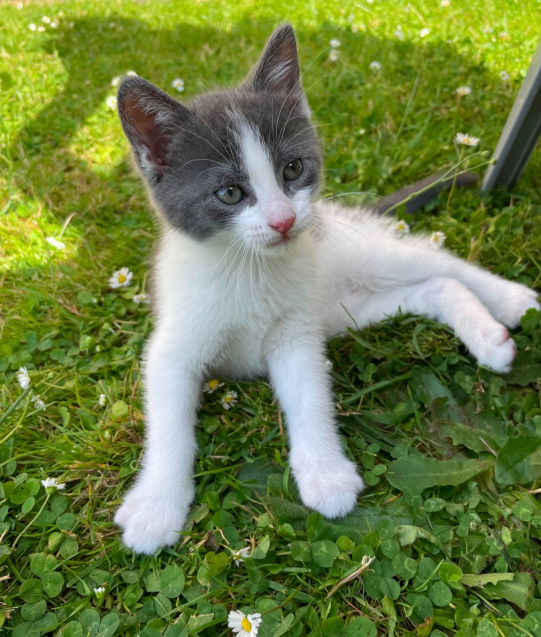 Hermione participe au concours pour gagner de l'argent avec cette photo : art, carnivore, cat, claw, domestic_short_haired_cat, eye, fawn, felidae, foot, fur, grass, groundcover, paw, plant, small_to_medium_sized_cats, snout, tail, terrestrial_animal, tree, whiskers