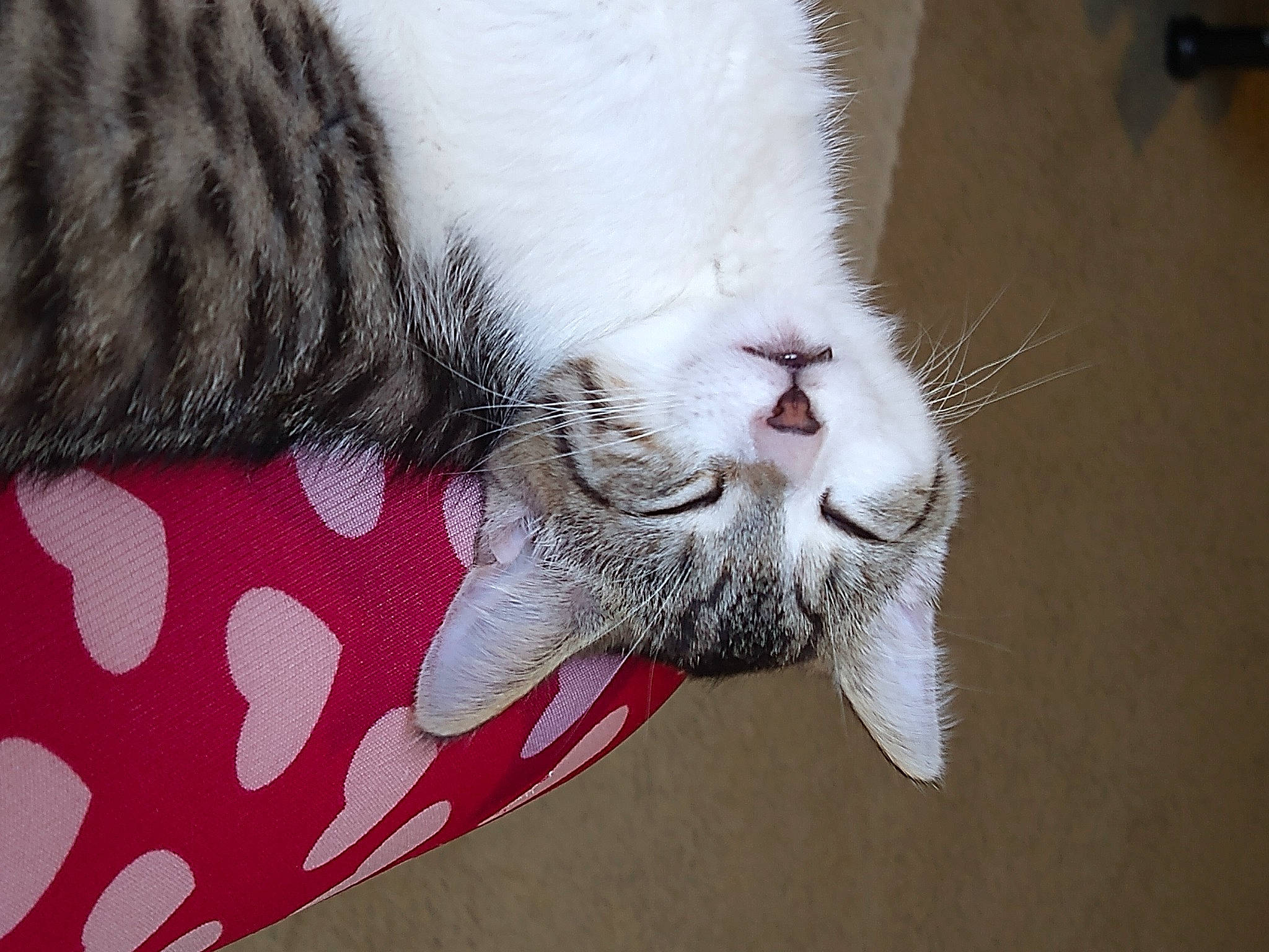 Hailey is registered to the contest to win money with this photo: carmine, carnivore, cat, claw, close_up, domestic_short_haired_cat, eye, fang, felidae, fur, head, moustache, nap, pattern, paw, small_to_medium_sized_cats, snout, tail, whiskers, yawn