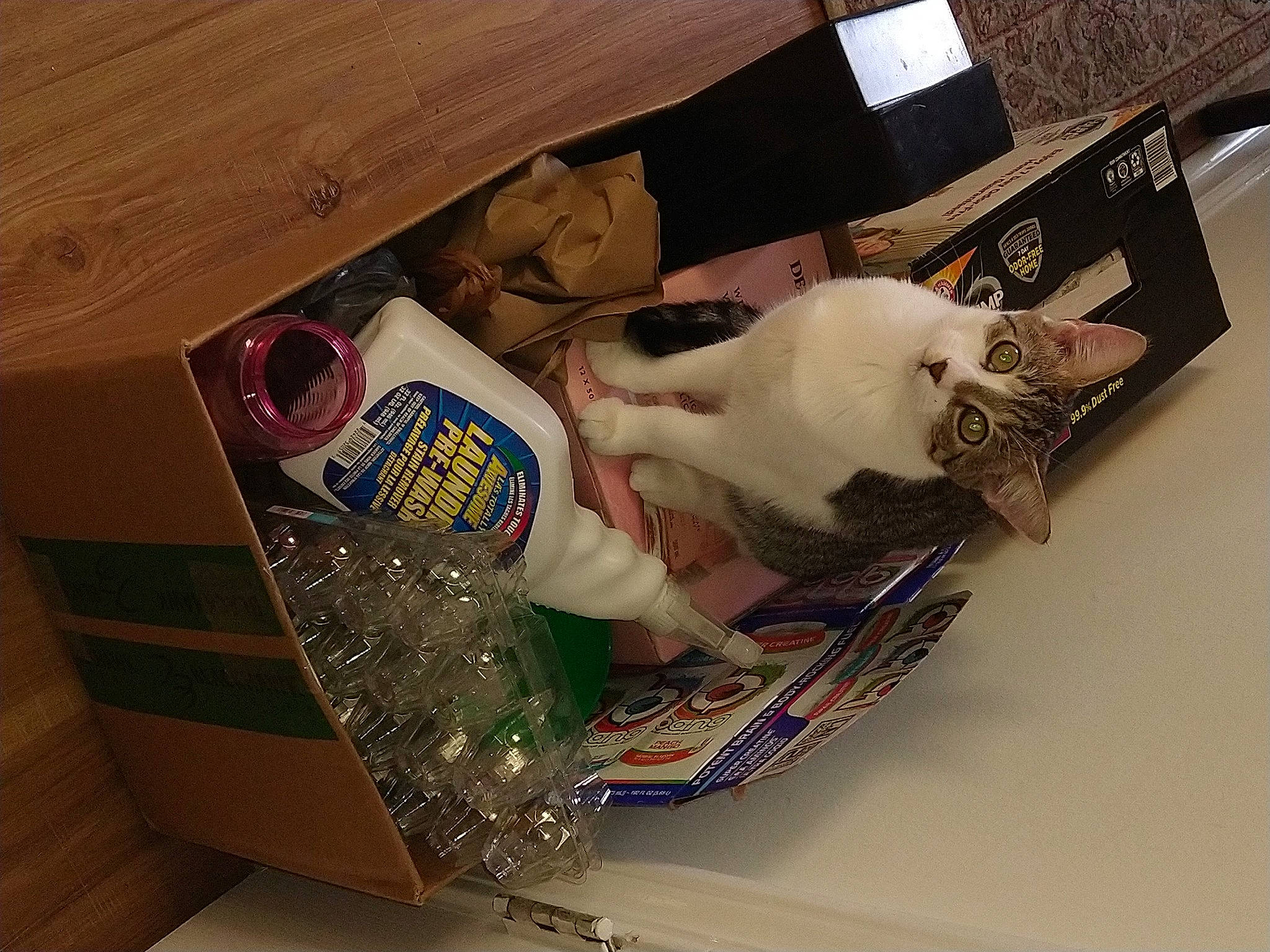 Hailey joined the competition — help win amazing prizes! bottle, box, carmine, carnivore, carton, cat, domestic_short_haired_cat, felidae, hardwood, household_supply, packaging_and_labeling, packing_materials, paper, paper_product, plastic, room, small_to_medium_sized_cats, tail, whiskers, wood