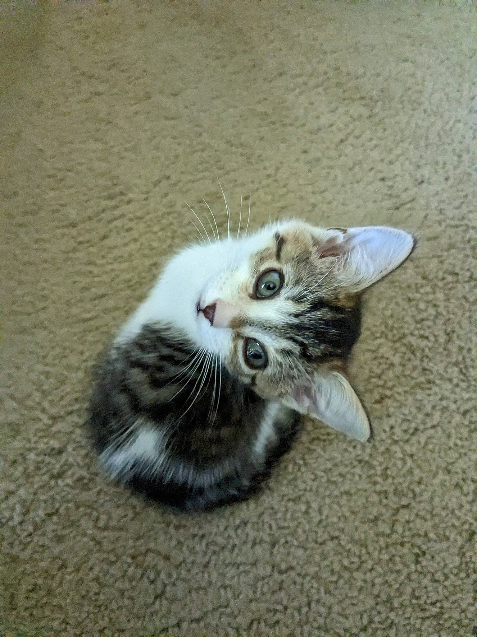 Hailey joined the competition — help win amazing prizes! carnivore, cat, claw, domestic_short_haired_cat, eye, felidae, fur, paw, small_to_medium_sized_cats, snout, tail, terrestrial_animal, whiskers