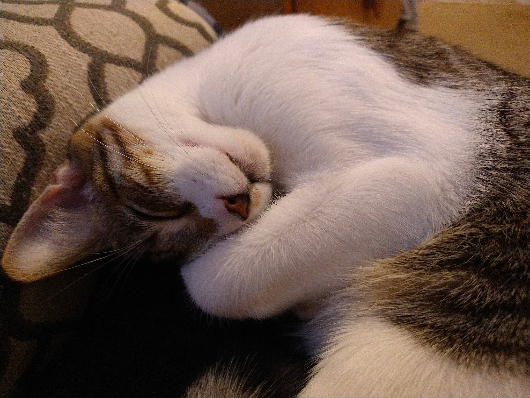 Hailey joined the competition — help win amazing prizes! carnivore, cat, claw, close_up, comfort, domestic_short_haired_cat, ear, eye, fang, fawn, felidae, fur, nap, paw, sleep, small_to_medium_sized_cats, snout, tail, terrestrial_animal, whiskers