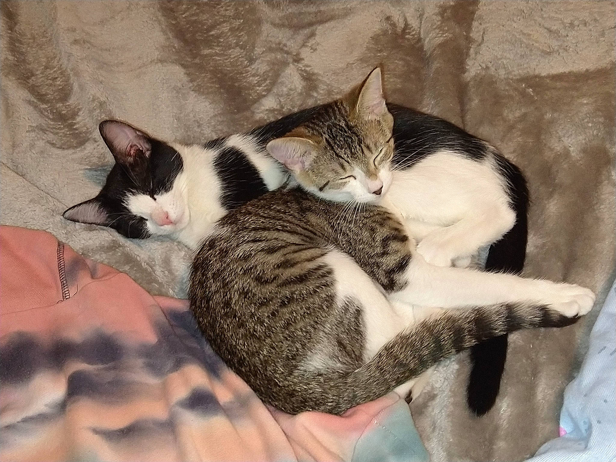 Hailey is registered to the contest to win money with this photo: bed, carnivore, cat, claw, comfort, domestic_short_haired_cat, ear, felidae, foot, fur, grey, leg, mammal, nap, paw, small_to_medium_sized_cats, snout, tail, vertebrate, whiskers