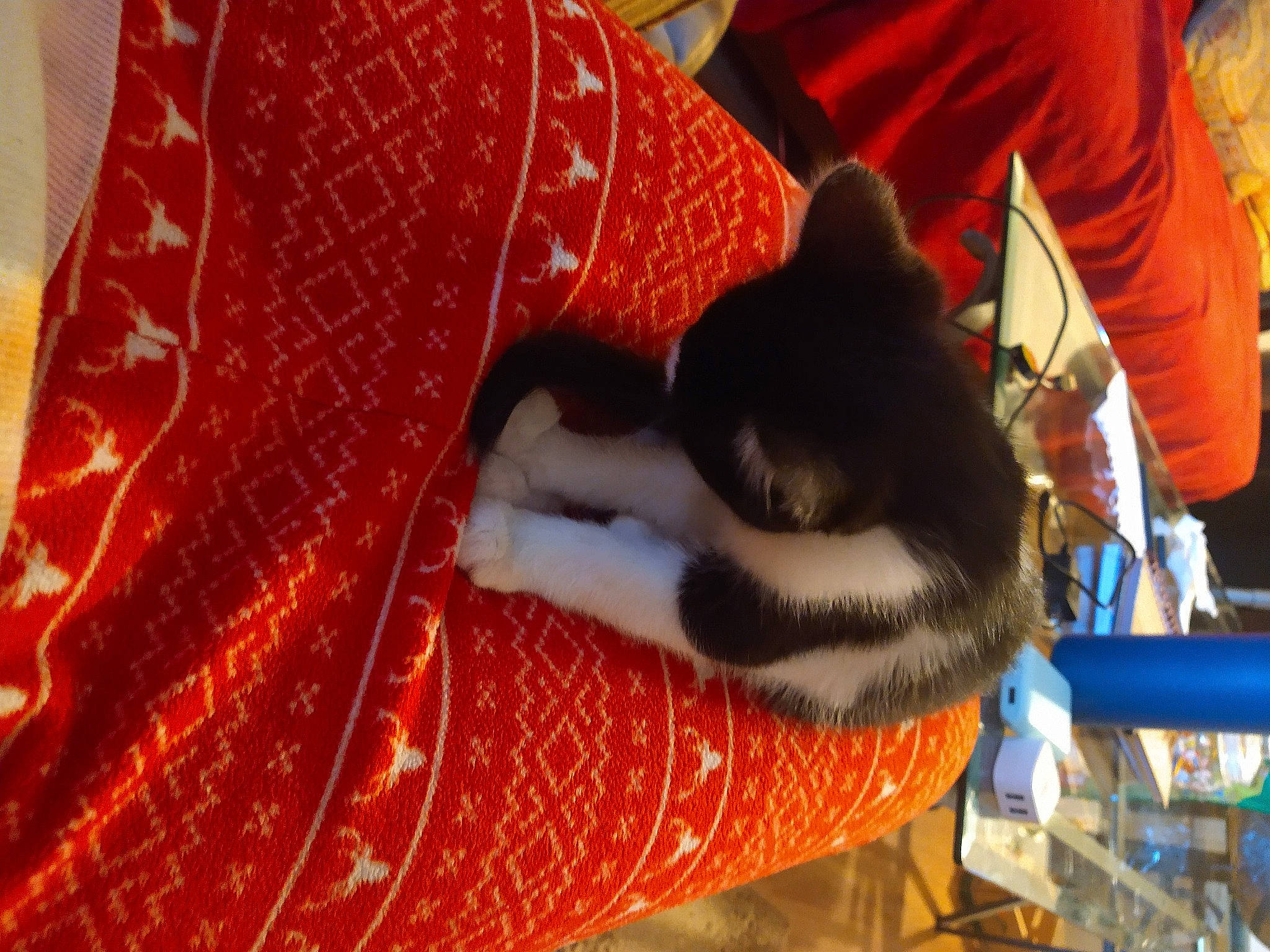 Bailey joined the competition — help win amazing prizes! carmine, carnivore, cat, cat_supply, comfort, companion_dog, dog_breed, domestic_short_haired_cat, felidae, fur, human_leg, linens, mammal, pattern, pet_supply, small_to_medium_sized_cats, tail, textile, vertebrate, whiskers