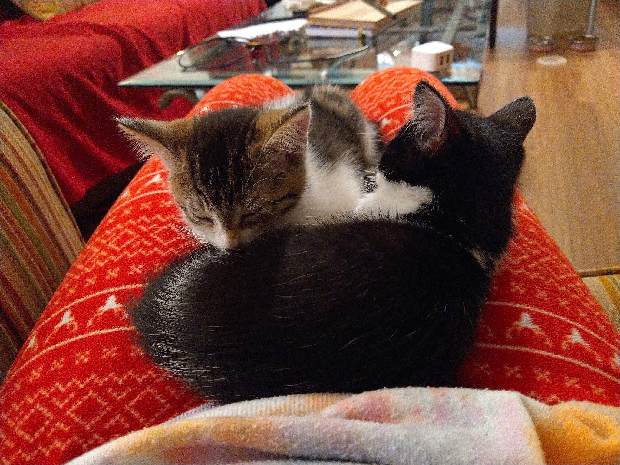 Bailey is registered to the contest to win money with this photo: carnivore, cat, cat_supply, claw, comfort, domestic_short_haired_cat, felidae, flooring, fur, hardwood, lap, linens, nap, paw, room, small_to_medium_sized_cats, snout, tail, whiskers, wood