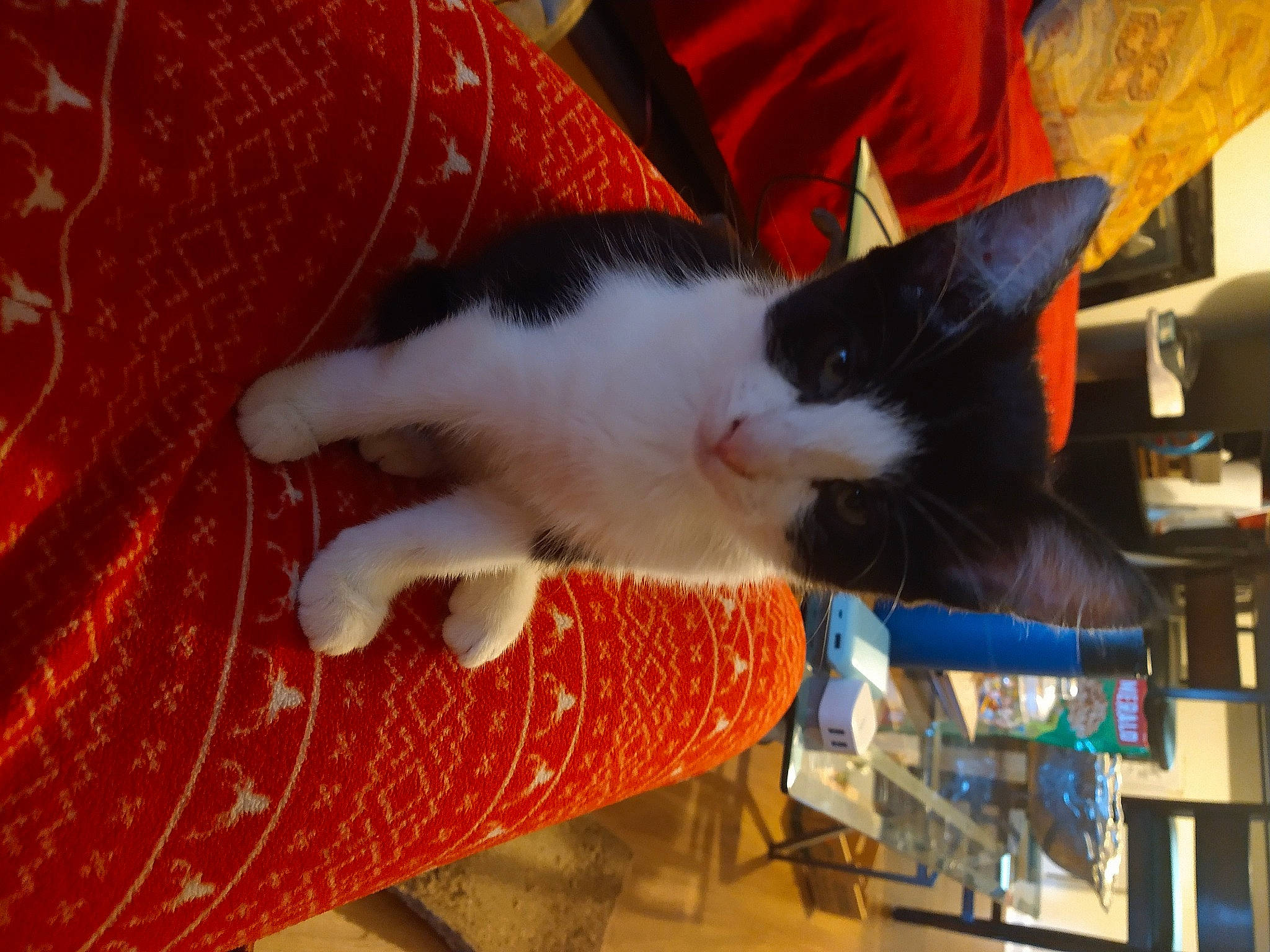 Bailey is registered to the contest to win money with this photo: canidae, carmine, carnivore, cat, claw, comfort, domestic_short_haired_cat, felidae, flooring, fur, human_leg, lap, nap, paw, small_to_medium_sized_cats, snout, tail, whiskers, wood