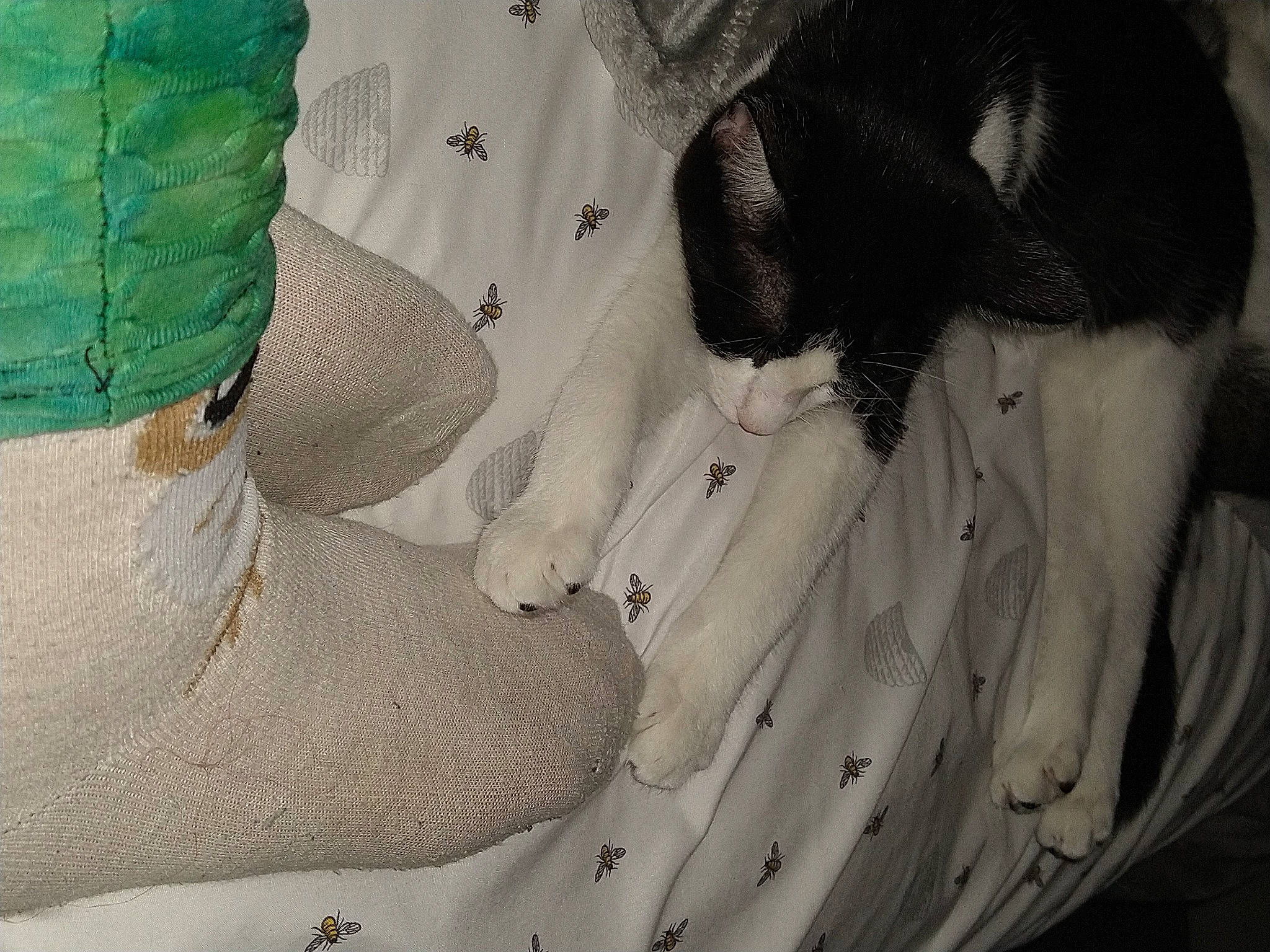 Bailey is registered to the contest to win money with this photo: art, automotive_tire, ball, flowering_plant, fur, glove, grey, human_leg, insect, linens, macro_photography, monochrome, monochrome_photography, pattern, petal, plant, tints_and_shades, wing