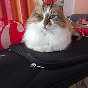 Praline a rejoint le concours — aidez-le/la à gagner de superbes lots ! cat, fluffy, blue_eyes, indoor, curtains, zippered_case, furniture, pet, resting, fur, cute, animal, closeup, relaxed, domestic_cat, whiskers, ears, face, table, household