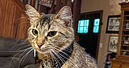 Barbara Gene is registered to the contest to win money with this photo: cabinet, cat, coat, couch, curious, door, ears, eyes, furniture, harness, hat, home_decor, indoor, lighting, shelf, tabby, tag, whiskers, window, wooden