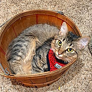 Barbara Gene joined the competition — help win amazing prizes! animal, basket, carpet, cat, closeup, comfortable, cozy, curious, curled_up, cute, domestic, feline, fur, indoor, pet, red_sweater, resting, tabby, wooden, yellow_eyes