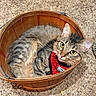 animal, basket, carpet, cat, closeup, comfortable, cozy, curious, curled_up, cute, domestic, feline, fur, indoor, pet, red_sweater, resting, tabby, wooden, yellow_eyes