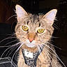 Barbara Gene is registered to the contest to win money with this photo: animal, animal_portrait, cat, closeup, cute, domestic_cat, ears, face, feline, fur, harness, indoor, looking, nose, pet, portrait, tabby, whiskers, yellow_eyes