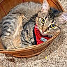 Barbara Gene joined the competition — help win amazing prizes! animal, basket, carpet, cat, closeup, cozy, curious, cute, domestic_cat, feline, fur, indoors, looking_up, pet, red_harness, relaxed, resting, tabby, whiskers, wooden_basket
