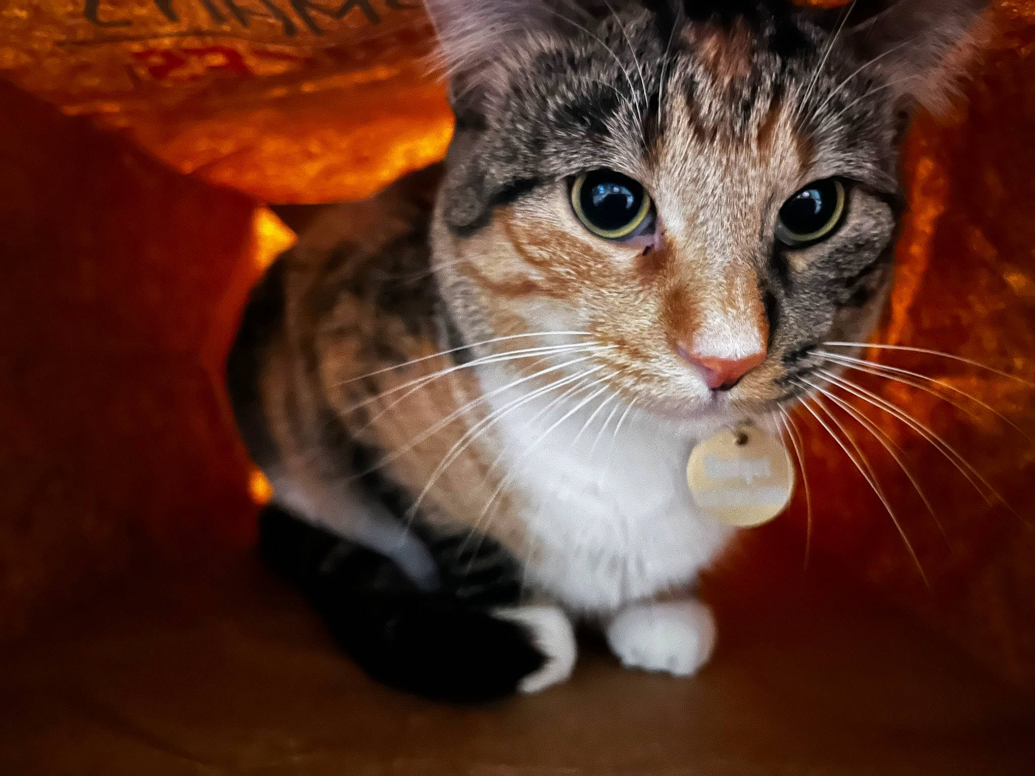 Margot joined the competition — help win amazing prizes! carnivore, cat, claw, domestic_short_haired_cat, ear, eye, fawn, felidae, fur, paw, small_to_medium_sized_cats, snout, tail, terrestrial_animal, whiskers, wildlife, window, wood