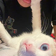 Nala joined the competition — help win amazing prizes! animal, black_shirt, blue_eye, brown_eye, cat, close_up, cute, expression, face, fur, heterochromia, human, indoor, interaction, paw, person, pet, playful, pout, whiskers
