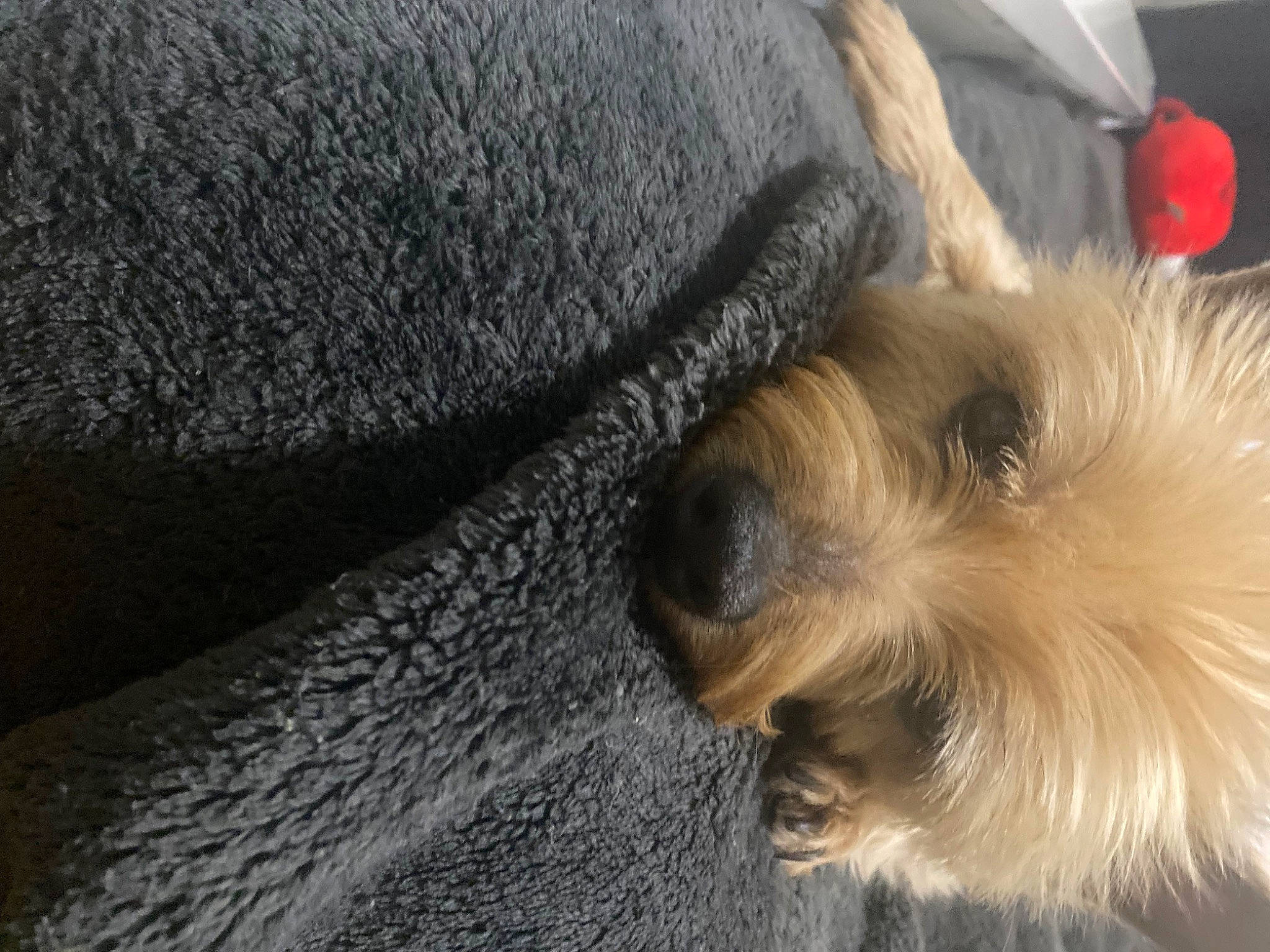 Zahara is registered to the contest to win money with this photo: carnivore, companion_dog, dog, dog_breed, fawn, fur, nap, non_sporting_group, puppy_love, schnauzer, small_terrier, snout, sporting_group, terrier, toy_dog, working_animal